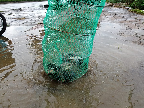 Hà Nội: Người dân rủ nhau bắt cá sau mưa bão