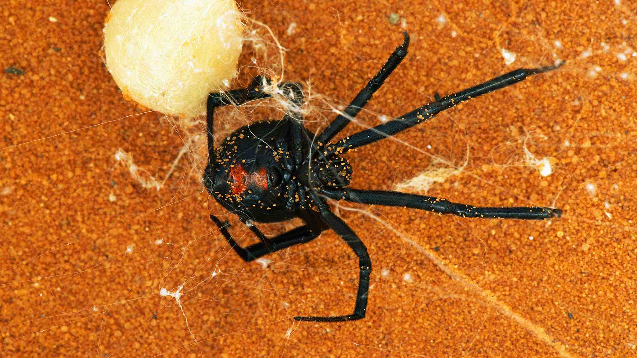 Loài nhện ''góa phụ đen'' ở khu vực phía Tây / ảnh VCG 