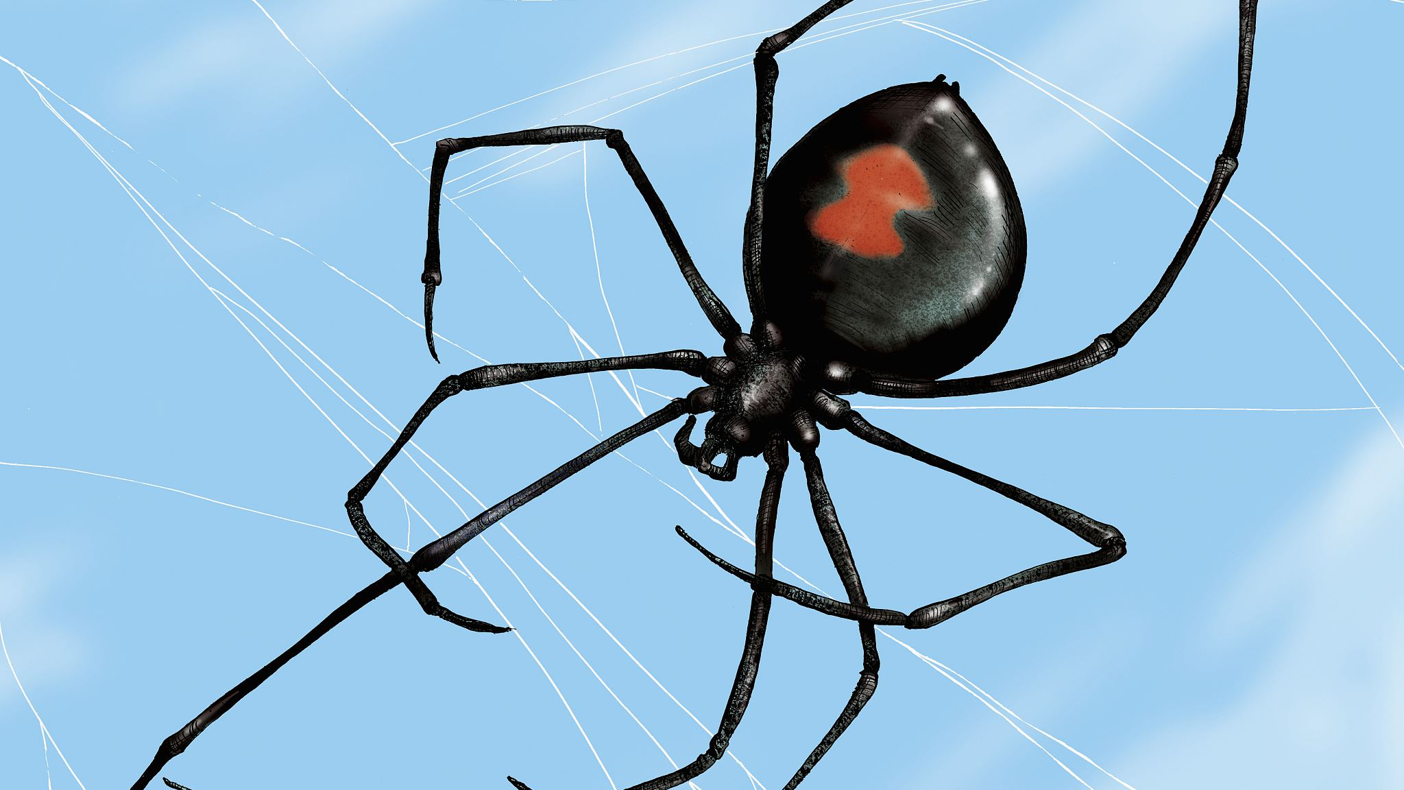 Loài nhện đen / ảnh VCG 