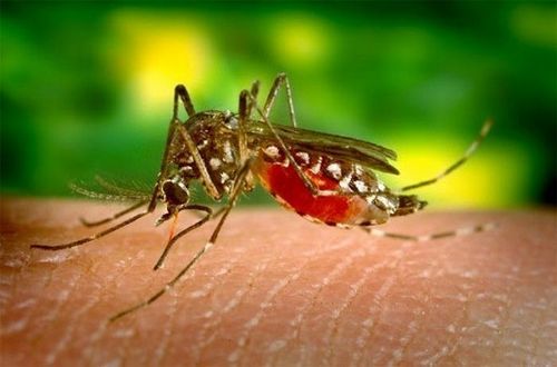 Không giống như sốt rét, không có thuốc để ngăn ngừa sốt xuất huyết. Tất cả những gì bạn có thể làm là sử dụng các chế phẩm xua muỗi, ngăn không để bị muỗi đốt. (Ảnh minh họa)