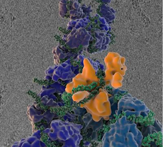 Hình ảnh kính hiển vi điện tử ghi lại virus cúm trong quá trình sao chép chính nó