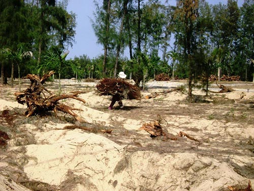 Rừng ở ven biển TP Tuy Hòa, tỉnh Phú Yên ngày càng teo tóp vì các dự án ì ạchẢnh: HỒNG ÁNH