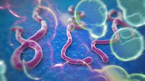 Mô phỏng Virus Ebola