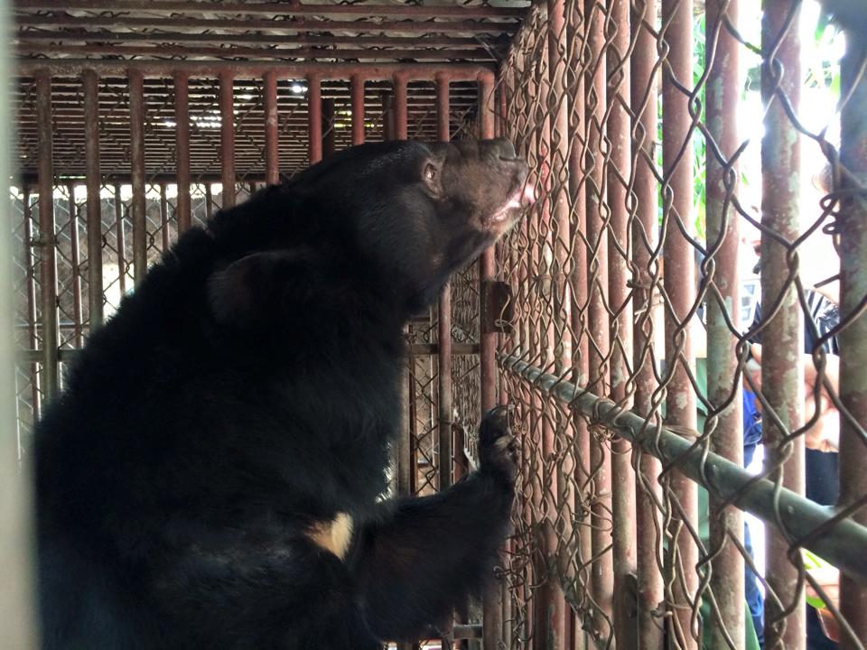 Cứu hộ thêm 8 con gấu tại Quảng Ninh