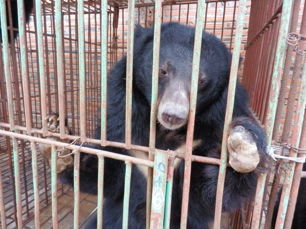 Hình ảnh gấu bị nuôi nhốt ở Quảng Ninh