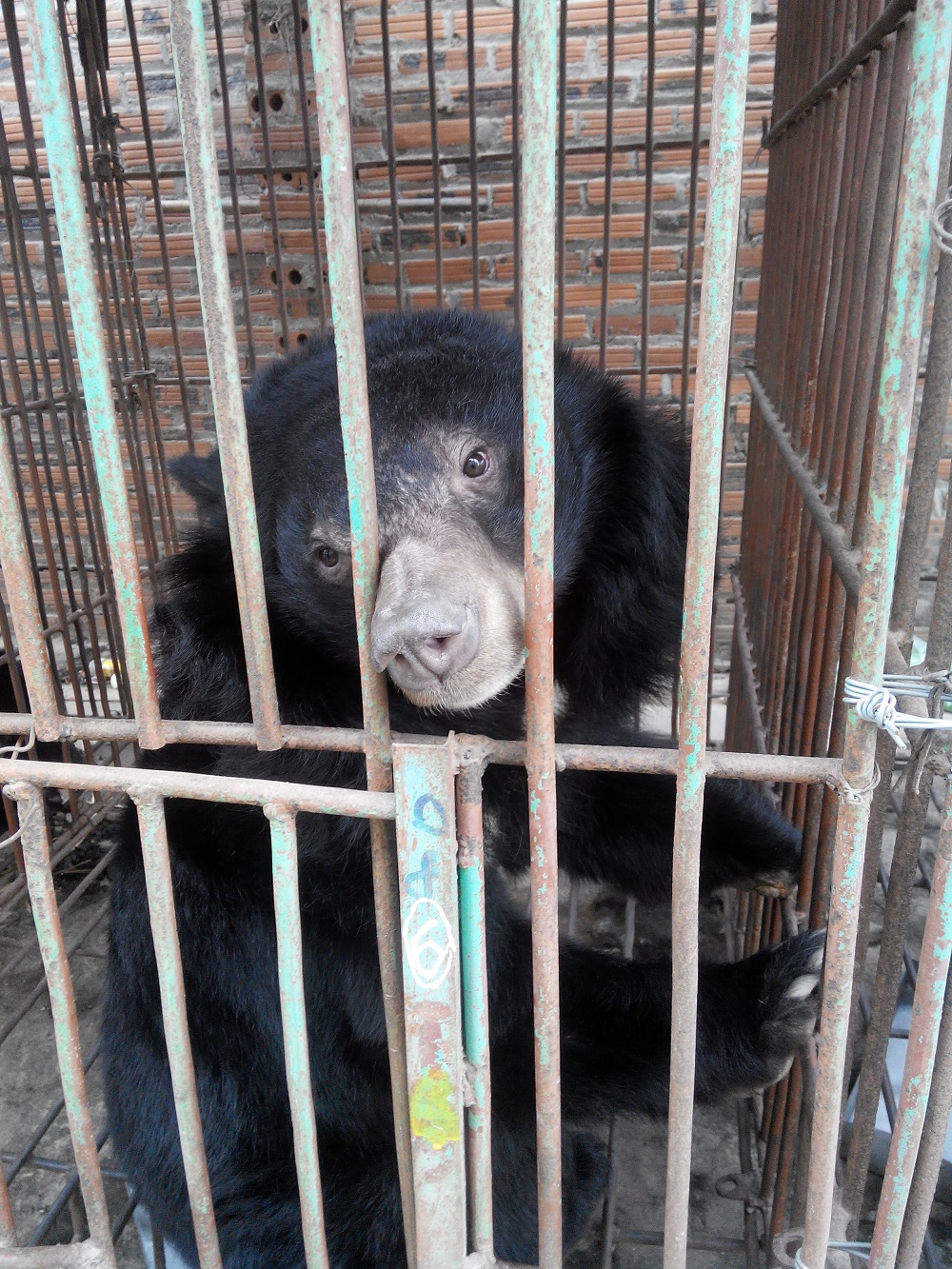 Trại gấu Hạ Long: Khi gấu là “con tin” 