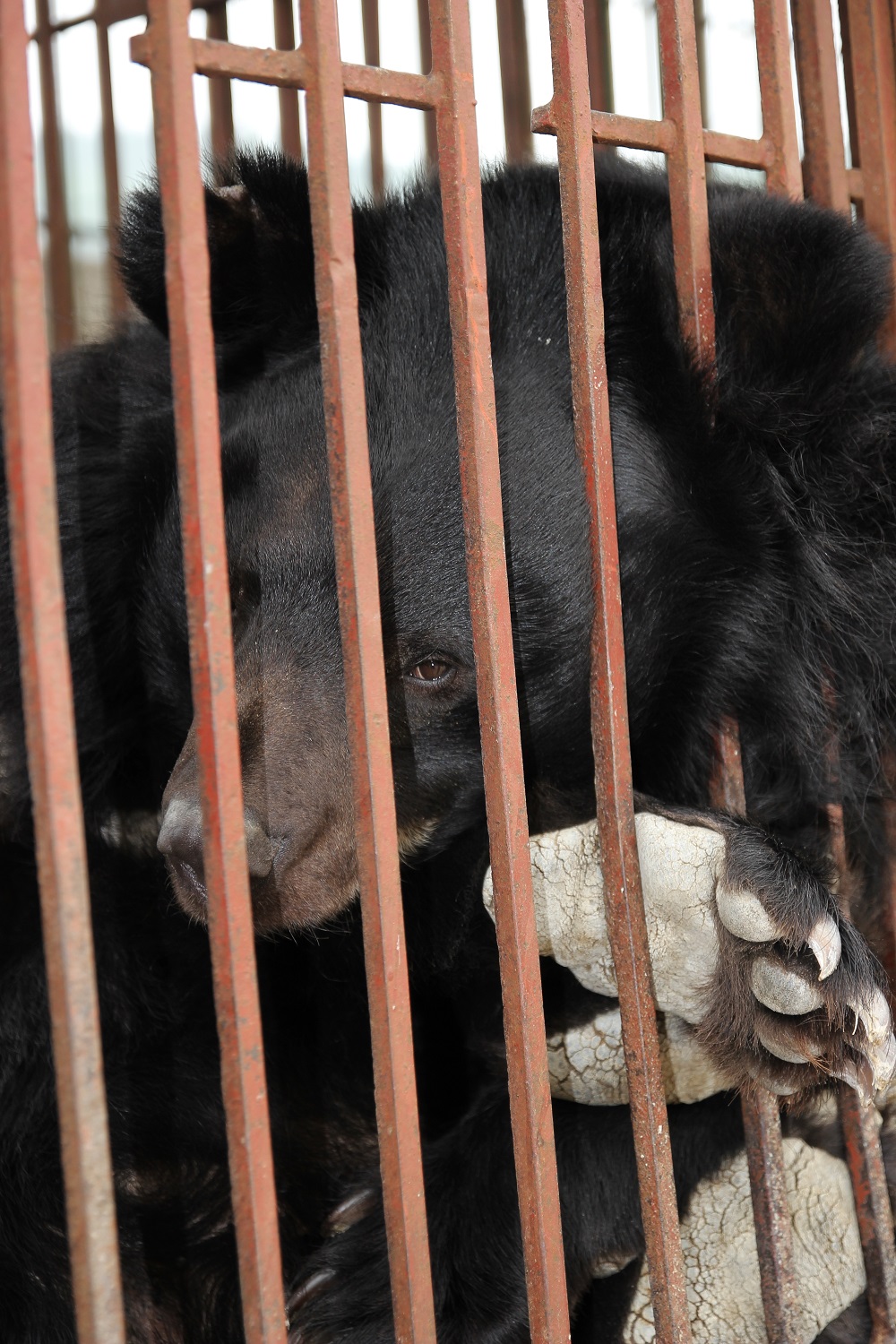 Trại gấu Hạ Long: Khi gấu là “con tin” 