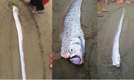 Cá lạ với vẻ ngoài như rồng con xuất hiện ở bờ biển Hà Tĩnh