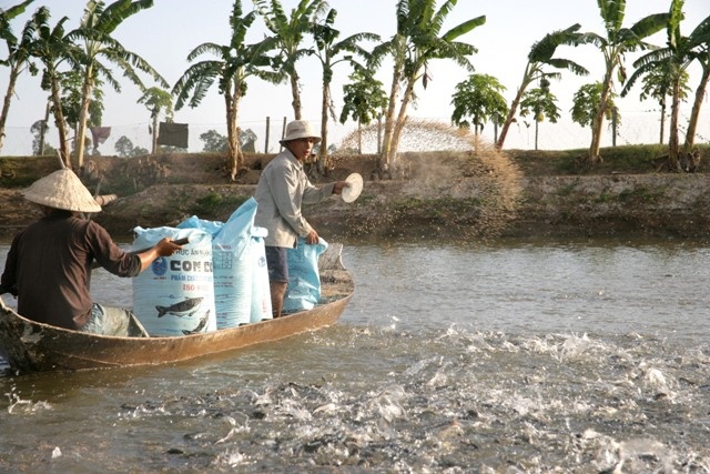 Sử dụng chất cấm trong nuôi trồng thủy sản có thể bị phạt tới 200 triệu đồng