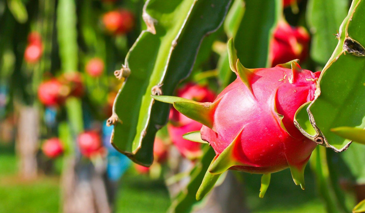 Thanh long Tân Trụ