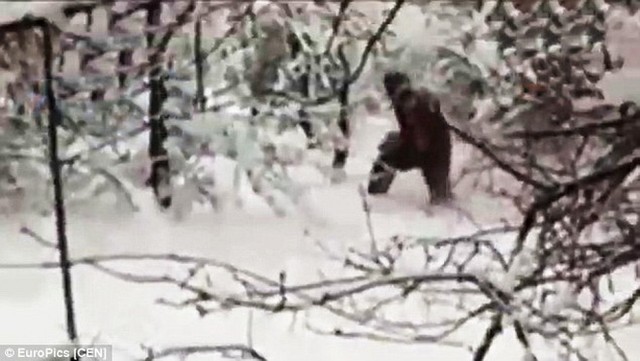 Sự xuất hiện bằng chứng mới về quái thú Bigfoot vẫn còn là một hiện tượng bí ẩn tại Mỹ