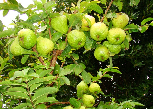 Ổi l&ecirc; Đ&agrave;i Loan l&agrave; giống c&acirc;y sinh trưởng v&agrave; ph&aacute;t triển mạnh, ra tr&aacute;i quanh năm, khả năng chống chịu s&acirc;u bệnh tốt