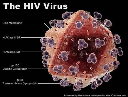 Xoá sổ virut HIV bằng cách cắt nhỏ chúng khỏi tế bào trong cơ thể người