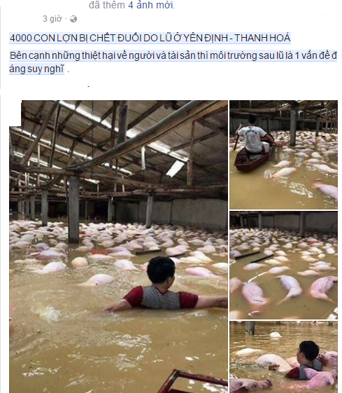 Thanh Hóa: Xót xa hình ảnh hàng nghìn con lợn chết trong mưa lũ