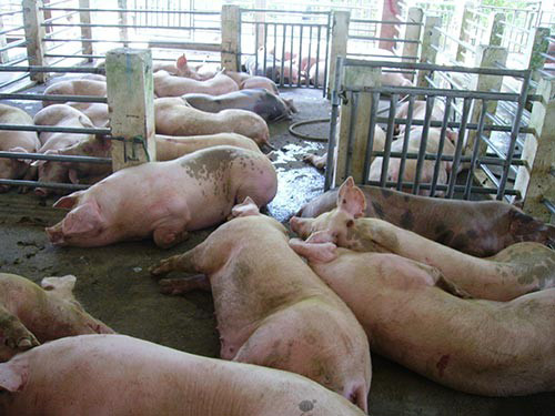 Lợn bơm nước, không rõ nguồn gốc được coi là thực phẩm bẩn, không đảm bảo vệ sinh an toàn thực phẩm