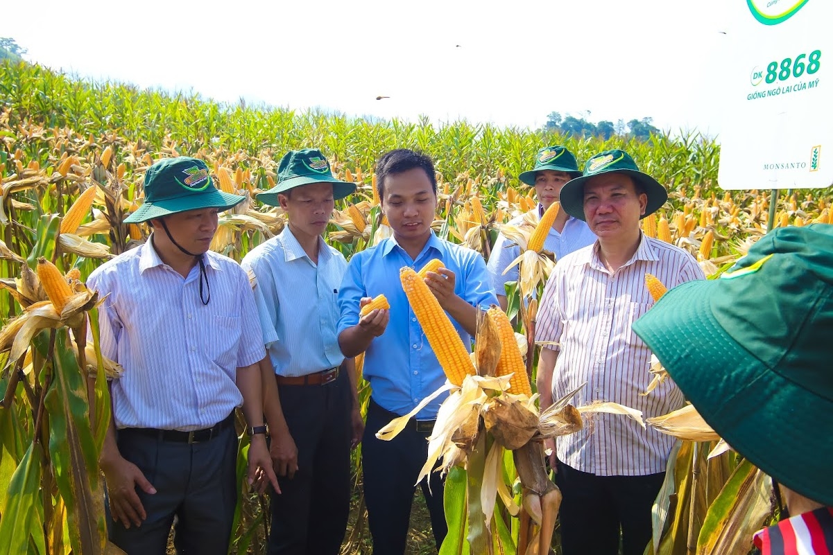 M&ocirc; h&igrave;nh li&ecirc;n kết 4 nh&agrave; trong sản xuất ng&ocirc; L&agrave;o Cai