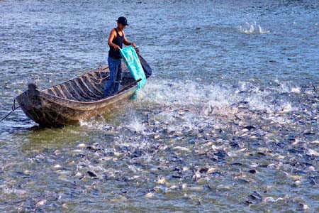 Đồng Bằng Sông Cửu Long phát triển ngành cá tra theo hướng bền vững