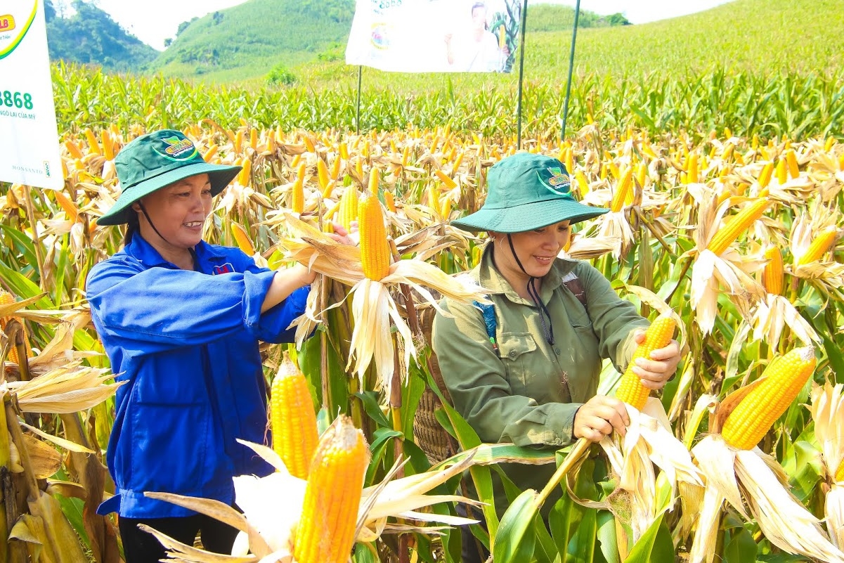 Ngô biến đổi gen Lào Cai