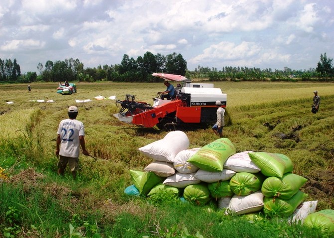 xây dựng vùng nguyên liệu lúa gạo