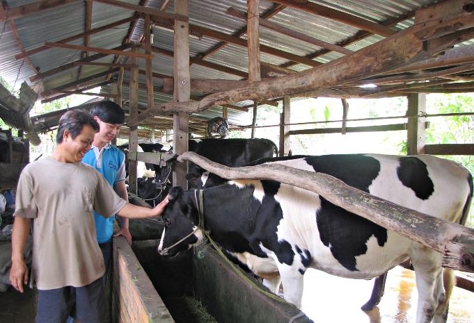 Công ty FrielslandCampina Việt Nam tặng bò cho nông dân