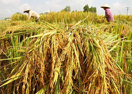 Trung Quốc gom mua lúa gạo của Việt Nam dồn dập bất thường
