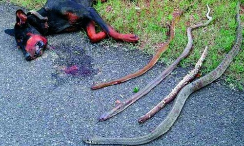 Xác con chó bên cạnh 4 con rắn hổ mang núi cực độc bị cắn chết. Ảnh: Twitter