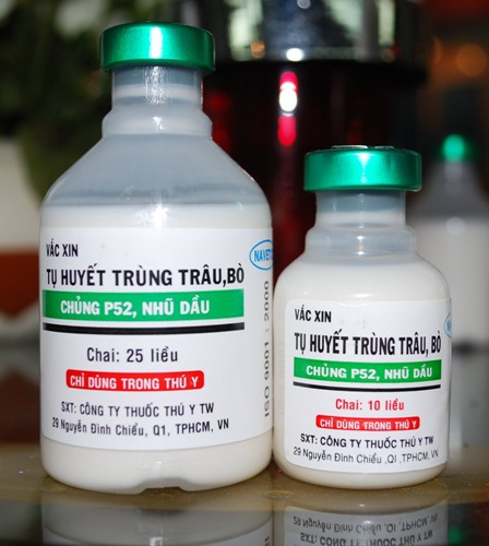 Vắc-xin tụ huyết trùng cho trâu, bò do các nhà khoa học của Việt Nam nghiên cứu, sản xuất.