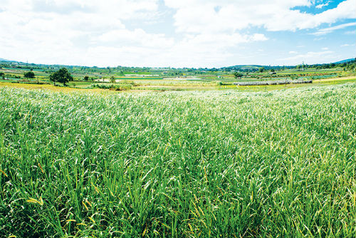 Cánh đồng cỏ của Vinamilk