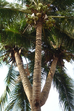 Cây dừa có tác dụng chữa bách bệnh được nhiều đại gia săn đón
