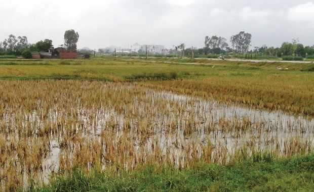 Để chiếm đoạt quyền sử dụng đất, người con dâu bất hiếu sẵn sàng làm thủ tục ‘khai tử’ cả chồng cũ và bố mẹ chồng