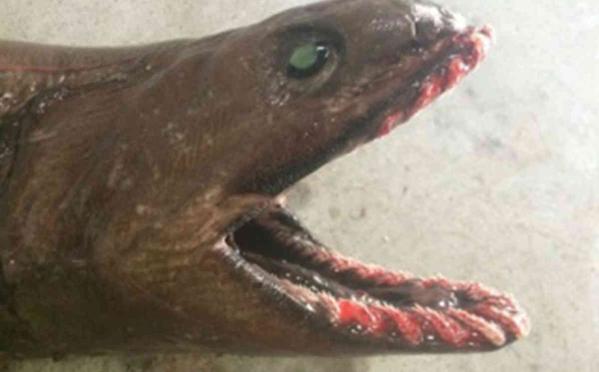 Theo tin tức từ tờ USA Today con cá mập này được biết đến như một loài 'hóa thạch sông'