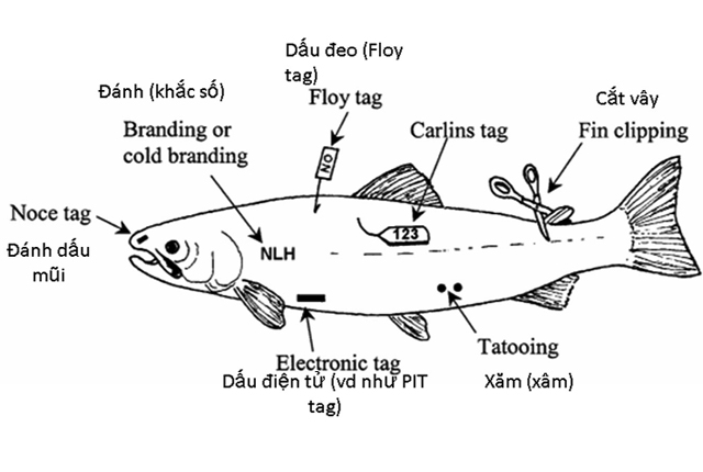 Các phương pháp đánh dấu trong chọn lọc giống thủy sản