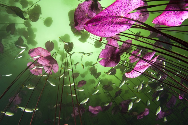 Bức ảnh thiên nhiên chụp lại hoa lili trên mặt nước với tảo biển màu xanh lá che phủ màu nước, được chụp bởi nhiếp ảnh gia Christian Vizl.