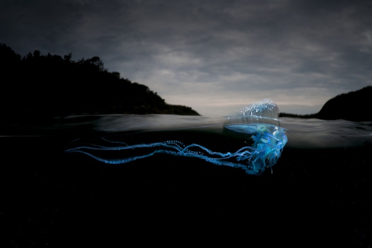 Loài sứa gần bờ biển New South Wales, Australia