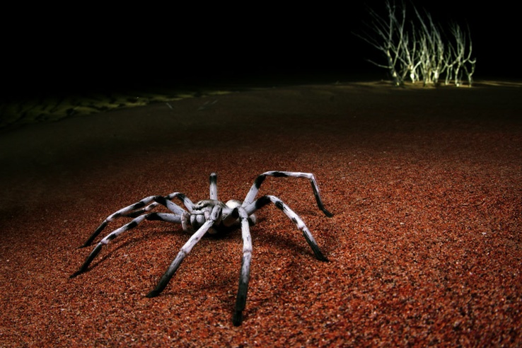 Bức ảnh thiên nhiên ghi lại loài Huntsman spider đang ở tư thế chuẩn bị tấn công