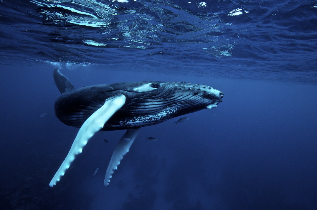 Hiện tượng lạ trong lòng đại dương, chú cá voi cô đơn nhất thế giới 20 năm hát tìm bạn mà không nhận được lời hồi đáp