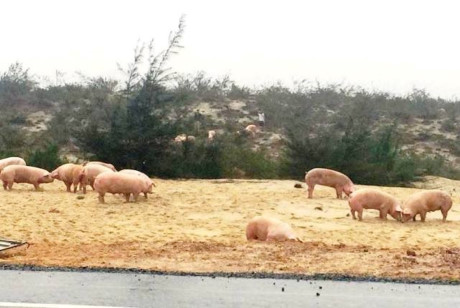 Hàng chục con lợn được lùa vào phía bên trong nhằm tránh xảy ra tai nạn giao thông cho các phương tiện khác