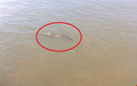 Hiện các lực lượng chức năng vẫn đang tìm cách lùng bắt cá sấu sổng chuồng bơi trên sông Soài Rạp