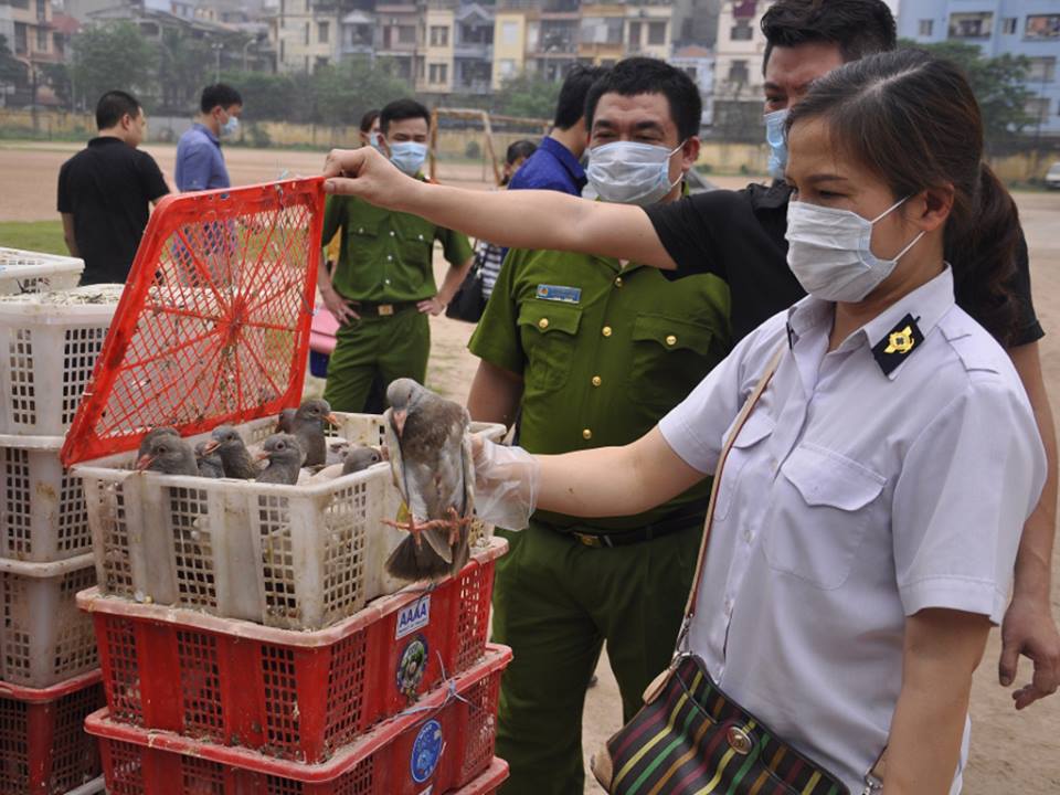 Lực lượng chức năng bắt giữ 4.000 con chim bồ không nghi nhập lậu từ Trung Quốc đưa về Hà Nội tiêu thụ