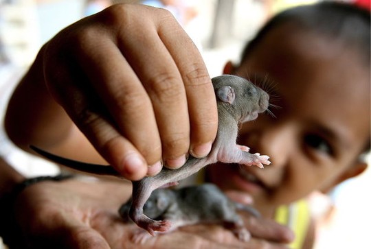Chiến dịch “đổi chuột lấy tiền” nhằm nâng cao nhận thức về dịch Leptospira