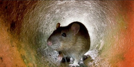 Thành phố Olangapo, Philippines phát động chiến dịch “đổi chuột lấy tiền” ngừa dịch bệnh