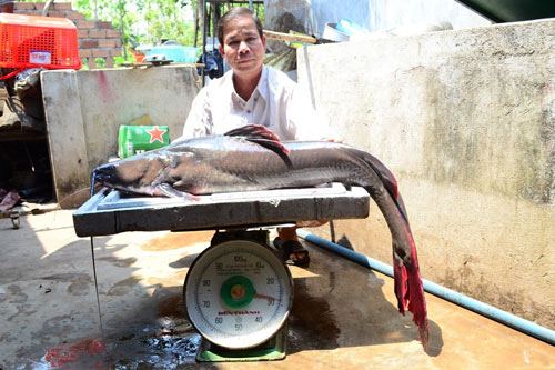 Con cá lăng đuôi đỏ khổng lồ do ngư dân Đắk Lắk bắt được nặng gần 30 kg, dài hơn 1m