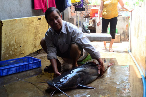 Ông Hoài đã thu được gần 20 triệu đồng nhờ bắt được cá khủng trên sông Serepok
