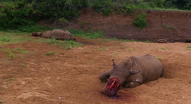 Việt Nam quá ‘hoang tưởng’ về sừng tê giác