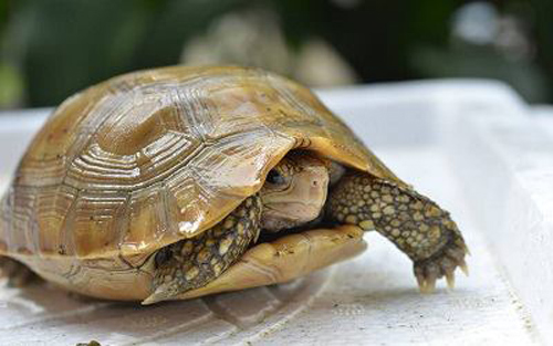 Theo các nhà động vật, mục đích thu mua rùa để nấu cao