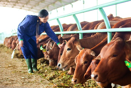 Tỷ phú nông dân bầu Đức cho rằng đầu tư vào chăn nuôi kỹ thuật cao sẽ không bao giờ lỗ