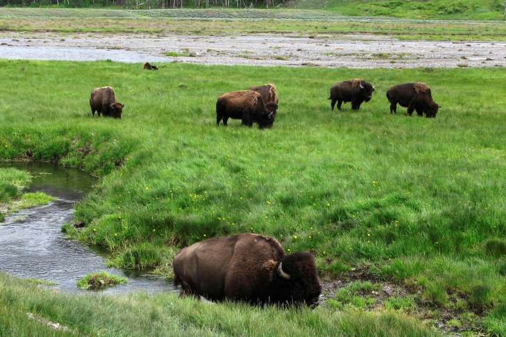 Khách thăm quan buộc phải tránh xa bò rừng tại Công viên quốc gia Yellowstone ít nhất 23m