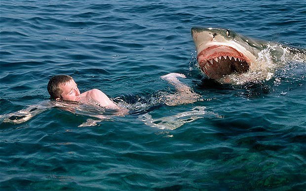 Đã có rất nhiều trường hợp bị cá mập tấn công khi đi tắm biển ở Mỹ