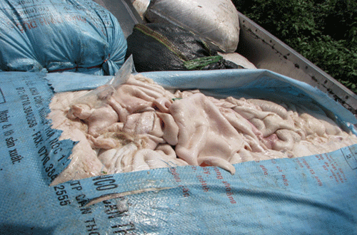 Bì lợn thối sau khi tẩy trắng sẽ được chế biến làm món ăn, đặc sản
