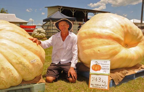 Quả bí ngô khổng lồ nặng 743 kg tại Australia và New Zealand